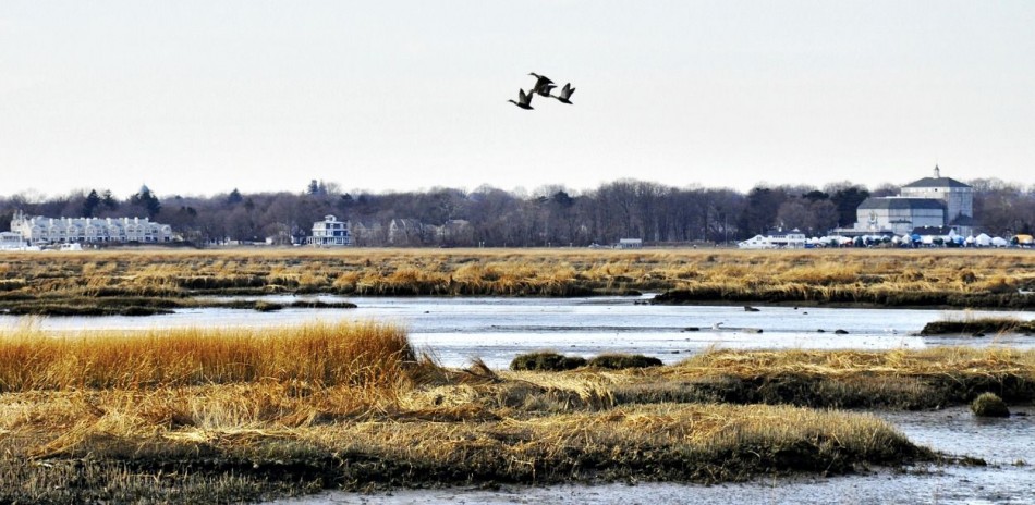 Ducks in flight near The Connecticut Audubon Society's Coastal Center at Milford Point (cjzurcher)