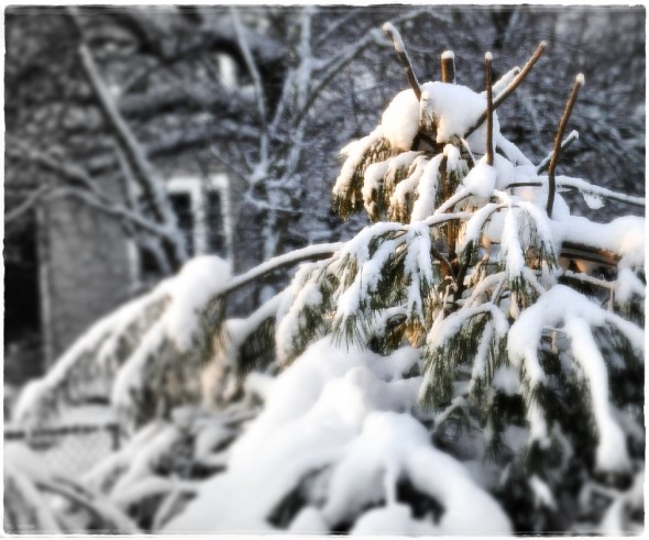 Morning sun on snow covered pine (cjzurcher)