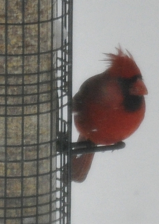 cardinal-cjzurcher